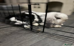 Mini Lop rabbits for sale: Two Mini Lop Bucks 🩵 - Advert 1