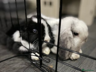 Mini Lop rabbits Two Mini Lop Bucks 🩵 - Advert 5