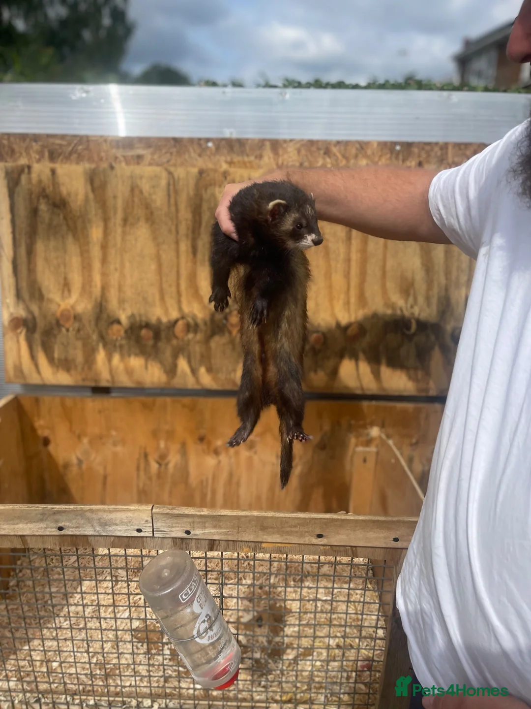 Ferret rodents for sale: Working line Ferrets’s kit in Rotherham - Advert 7