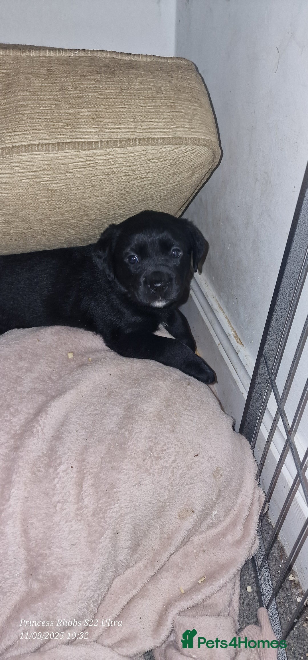 Mixed Breed dogs for sale: Rottador puppies for sale - Image 10
