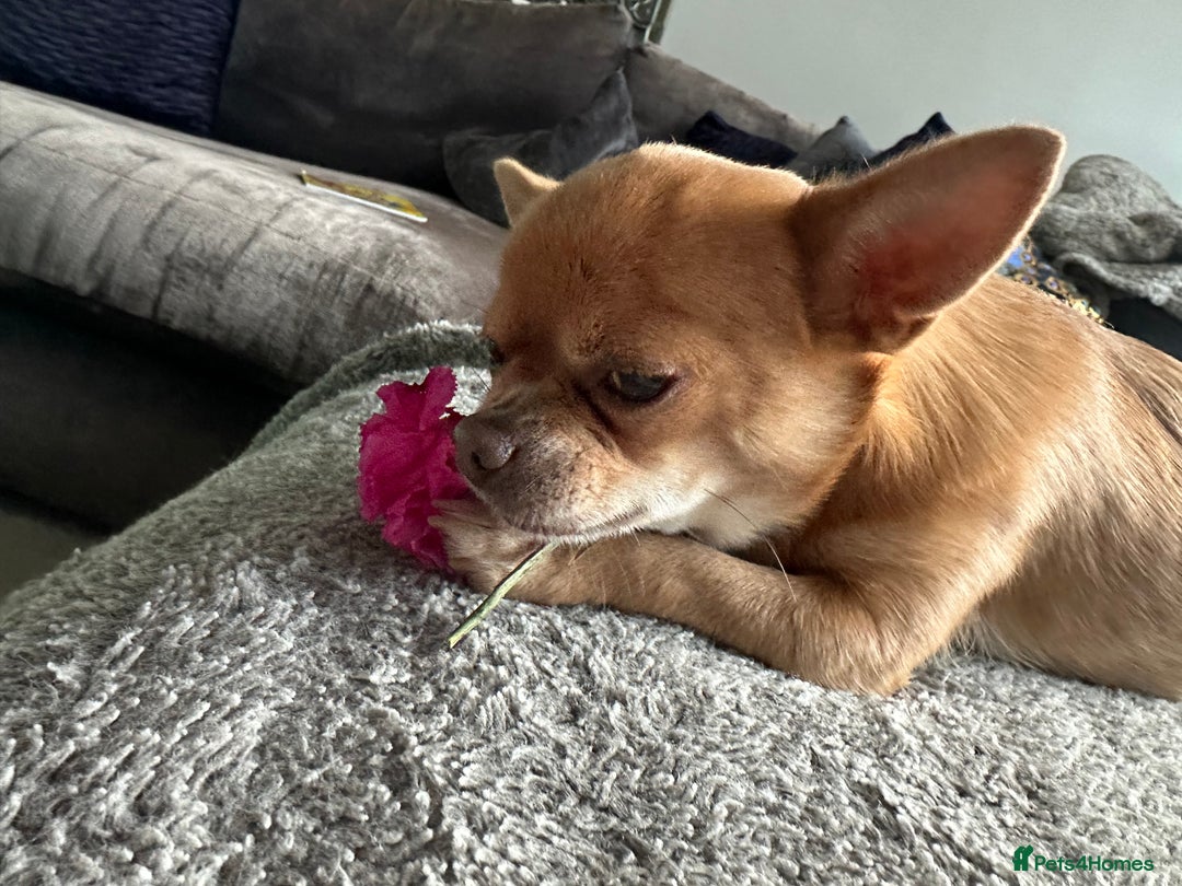 Chihuahua dogs for stud: Chihuahua short hair  - Advert 9