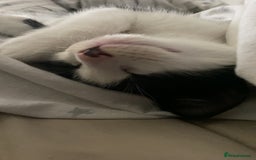Mixed Breed cats for sale: 2 boys left!!need to leave asap!!! - Image 19
