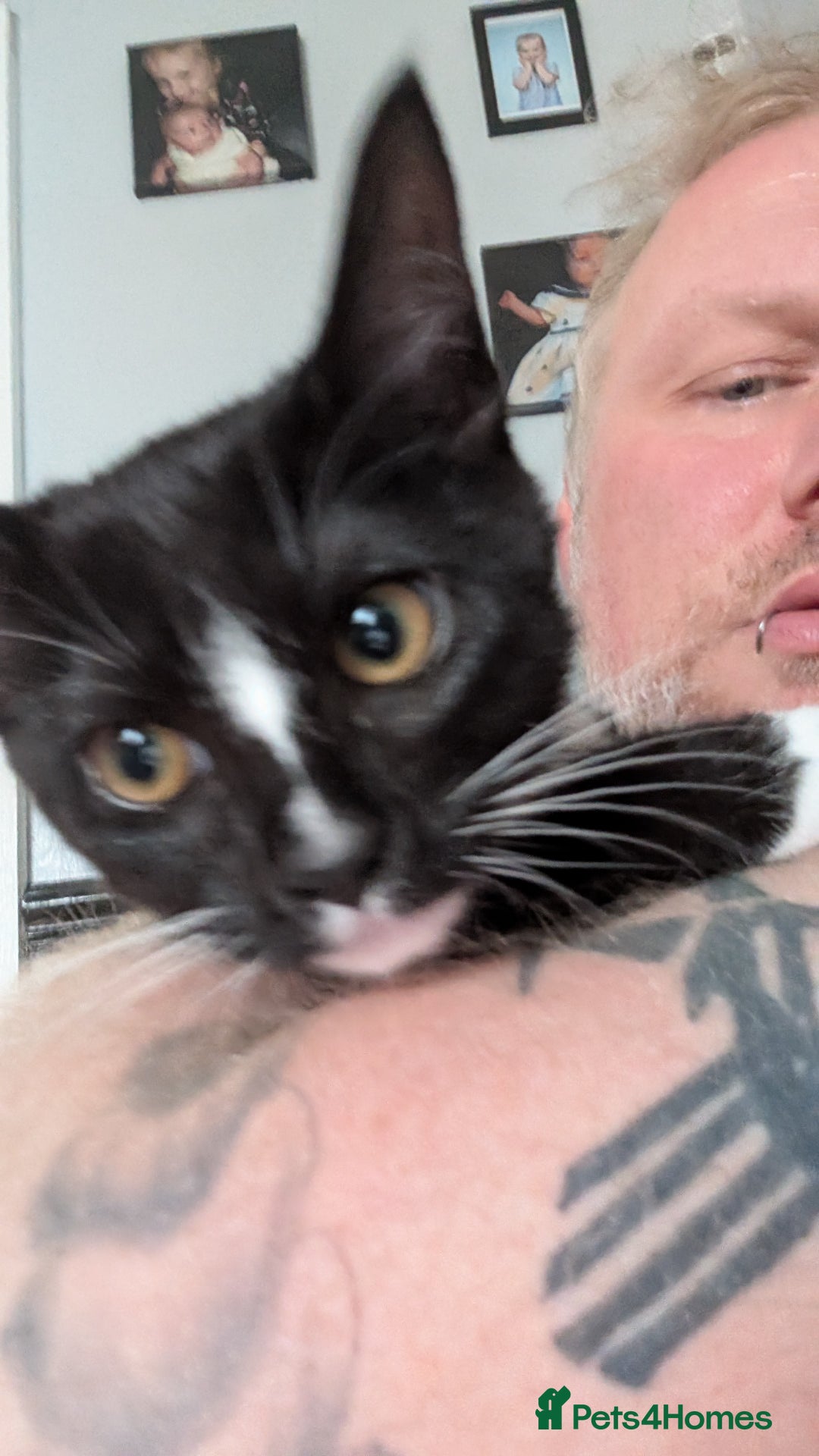 Mixed Breed cats for sale: Cat for sale - Image 3
