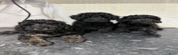 Toy Poodle dogs for sale: Stunning Black Toy Poodles - Advert 3