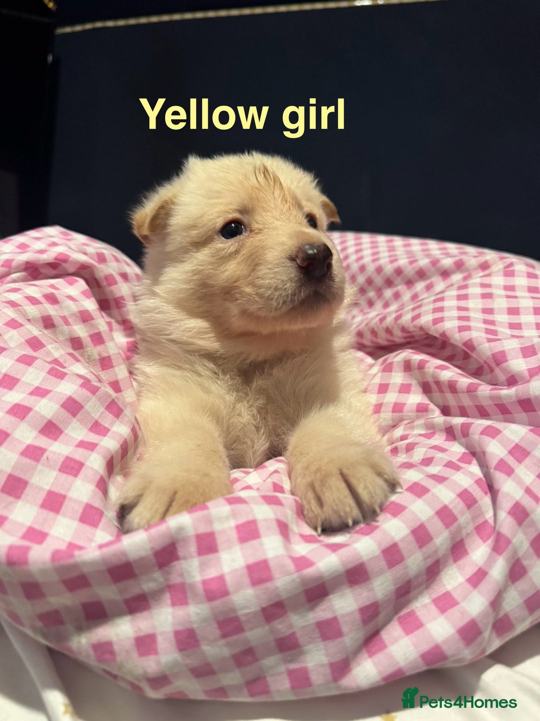 German Shepherd dogs for sale: Gorgeous German shepherd pups - Advert 12
