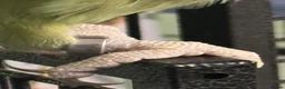 Parrots birds for sale: Alexandrine hand tame (NOT HAND REARED) - Advert 9