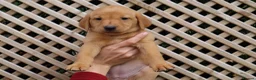 Labrador Retriever dogs for sale: Beautiful KC Registered Labrador Puppies - Advert 14