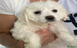 Maltese dogs for sale: Stunning Purebred Maltese Boys Puppies  - Image 16