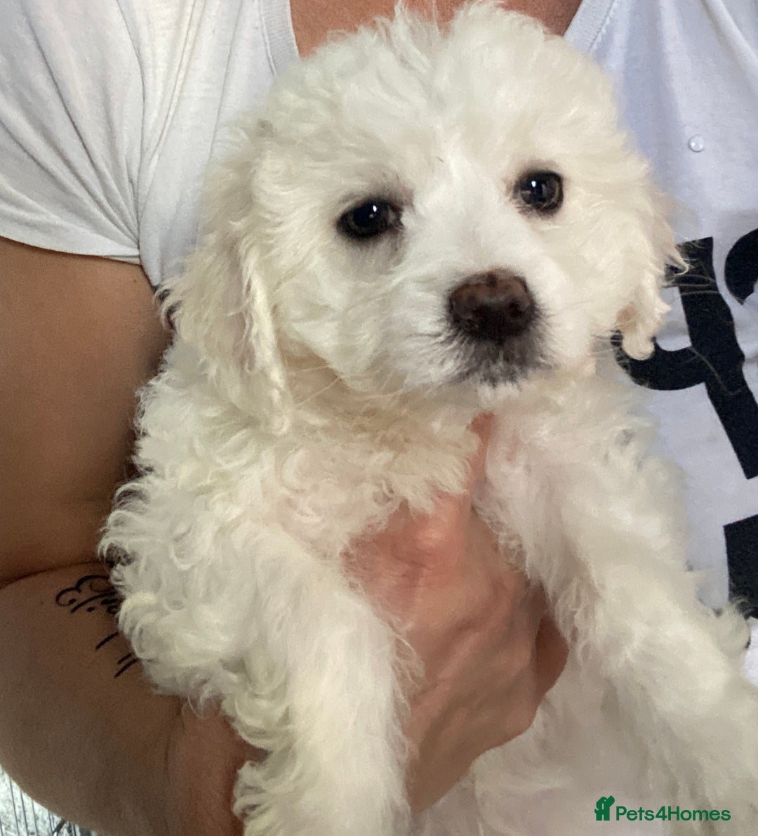 Maltese dogs for sale: Stunning Purebred Maltese Boys Puppies  - Image 16