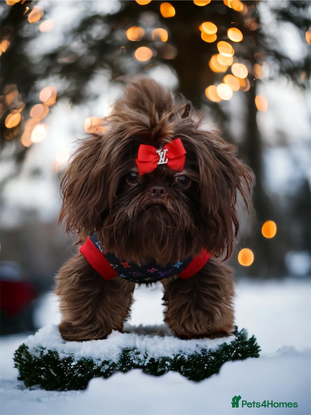 Shih Tzu dogs for stud: Imperial shih tzu small tiny chocolate  in Basildon - Advert 1