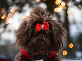 Shih Tzu dogs Imperial shih tzu small tiny chocolate in Basildon - Advert 9