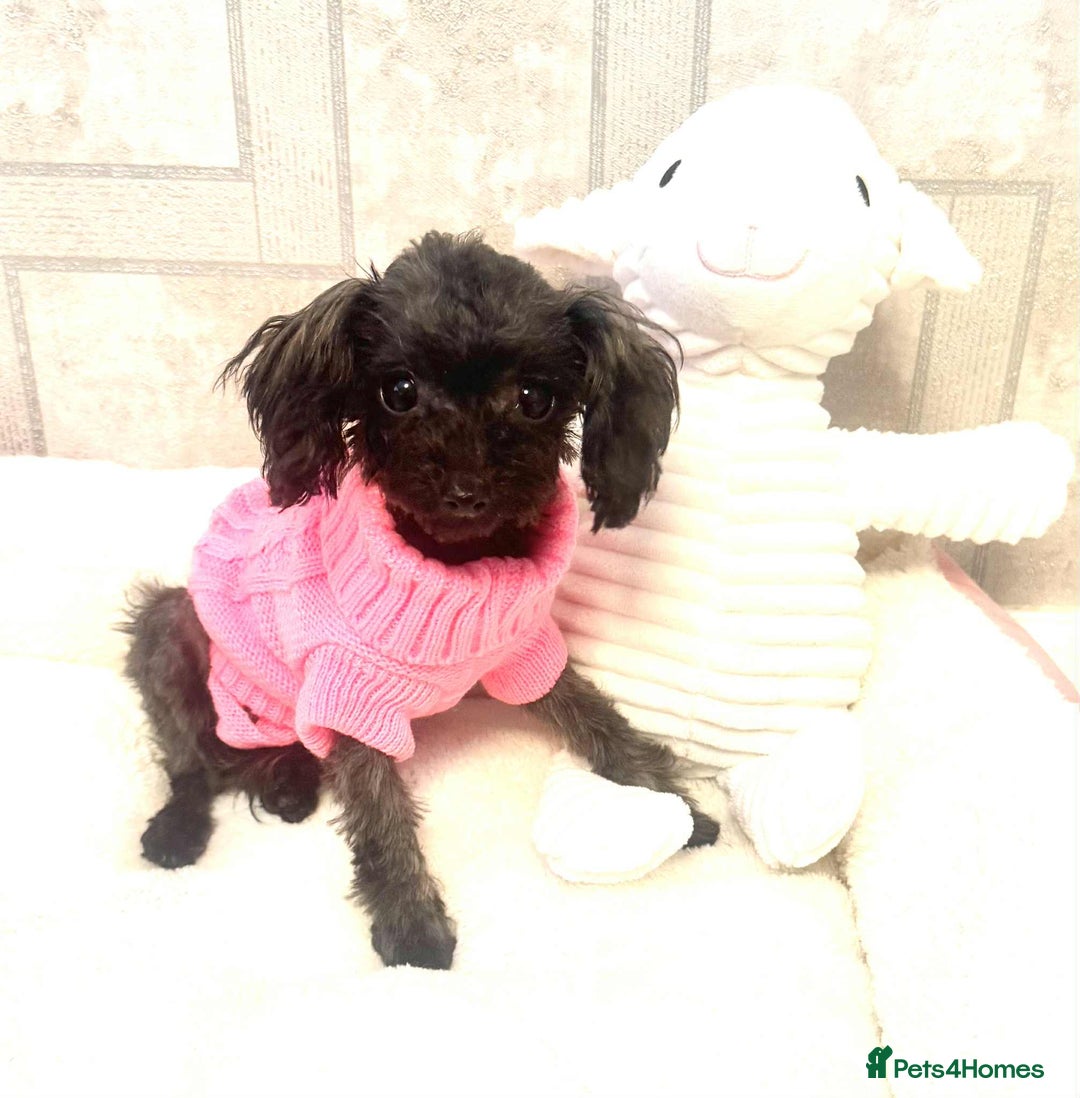 Toy Poodle dogs for sale: Asian toy poodle girl.  - Image 8