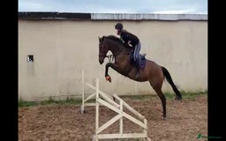 English Thoroughbred horses for sale: 15.2 thoroughbred mare - Image 3