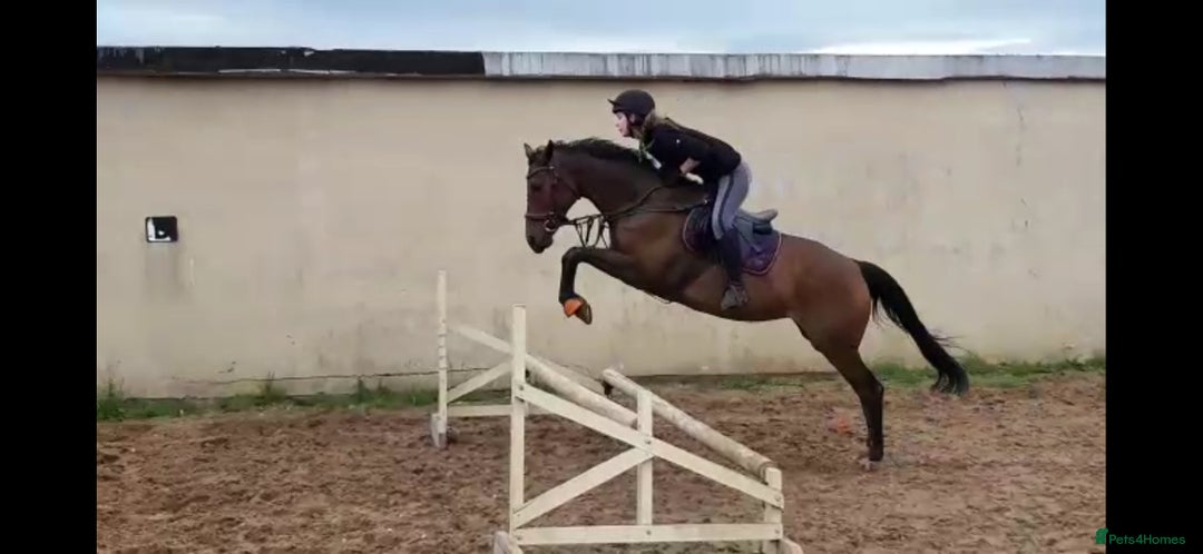 English Thoroughbred horses for sale: 15.2 thoroughbred mare - Image 3