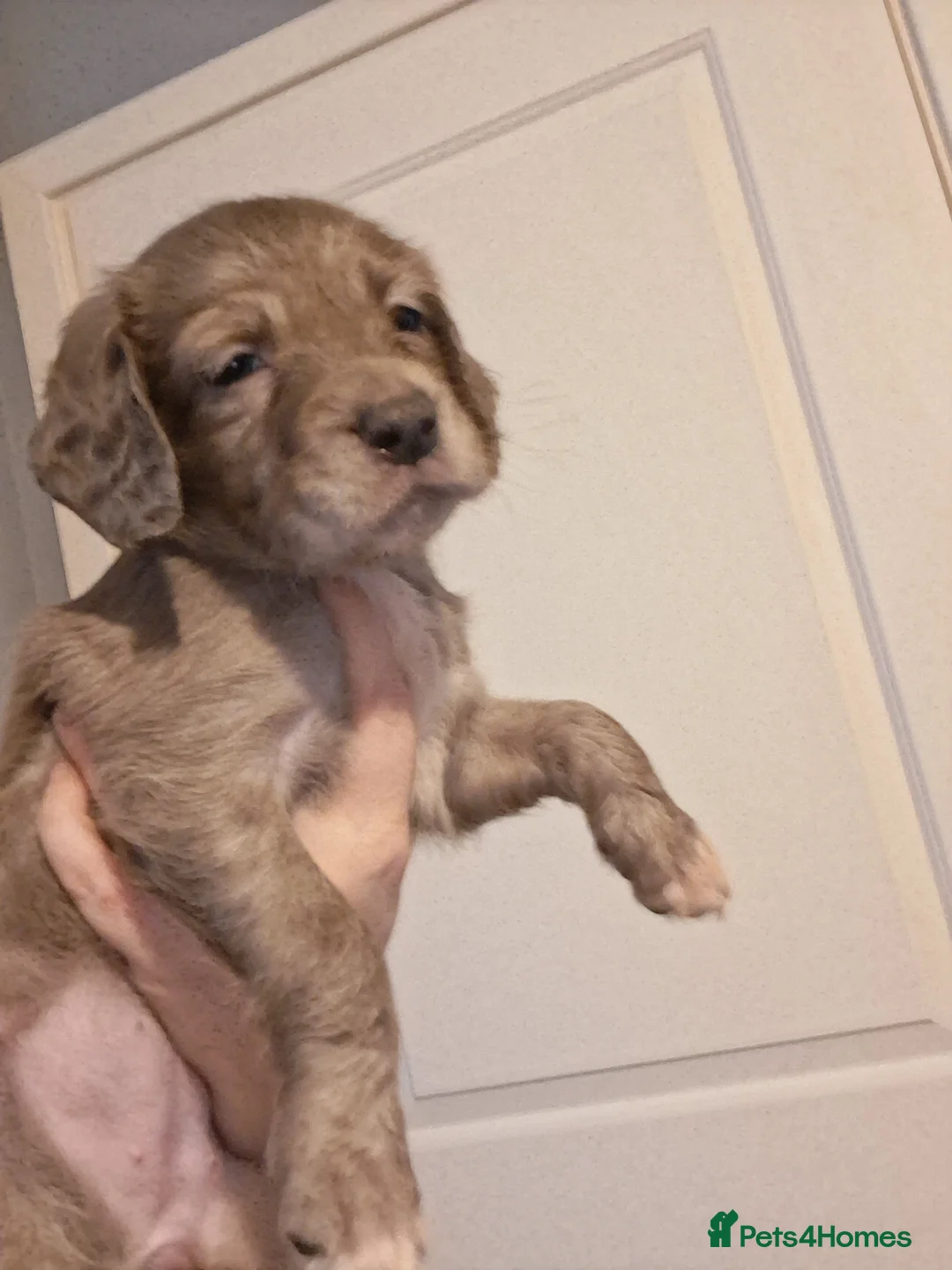 Mixed Breed dogs for sale: Dacshund x springer spaniel. - Advert 8