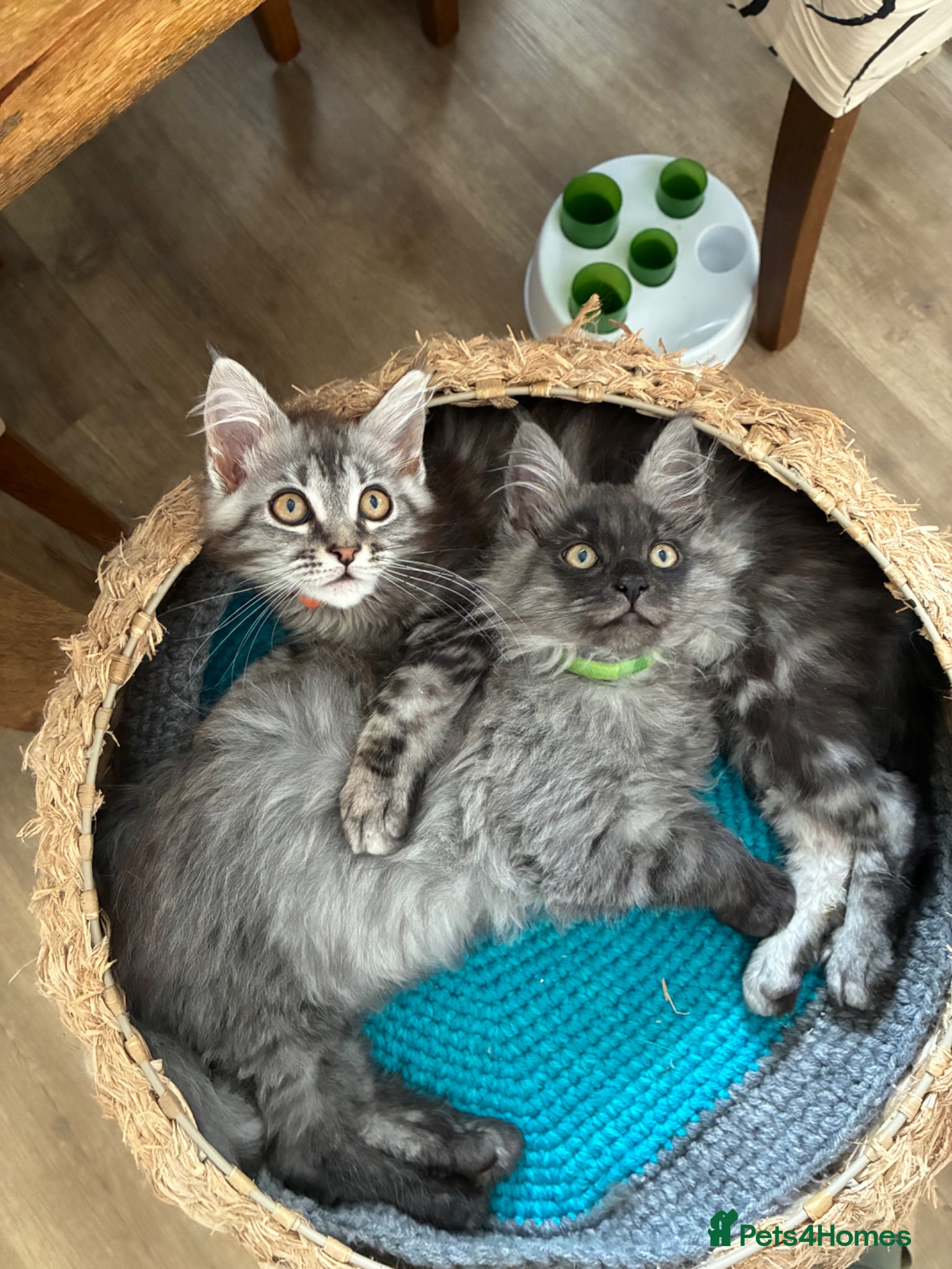Maine Coon cats GCCF registered Maine Coons kittens - Advert 2