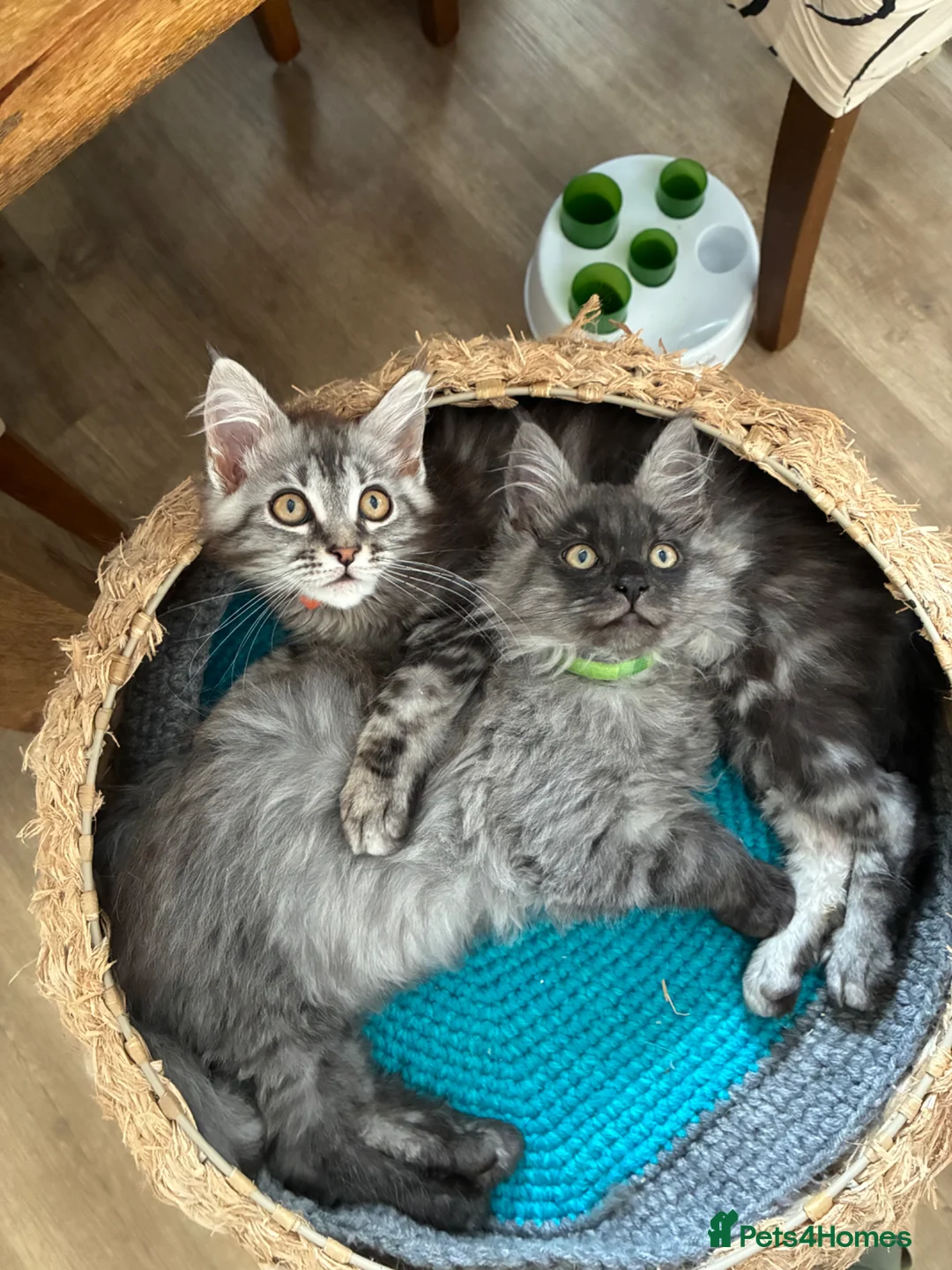 Maine Coon cats for sale: GCCF registered Maine Coons kittens - Advert 2