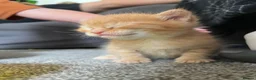 Mixed Breed cats for sale: Beautiful Maine Coon Mix Kittens - Advert 3