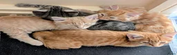 Mixed Breed cats for sale: Stunning Fluffy Tabby Kittens! - Advert 1