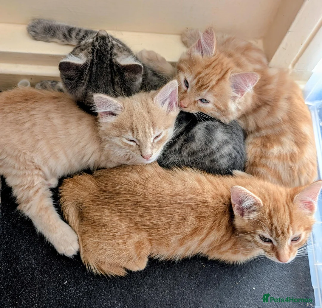 Mixed Breed cats for sale: Stunning Fluffy Tabby Kittens! - Advert 1