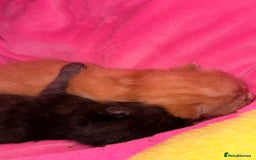 Domestic Shorthair cats for sale: 3 kittens for sale  - Image 10