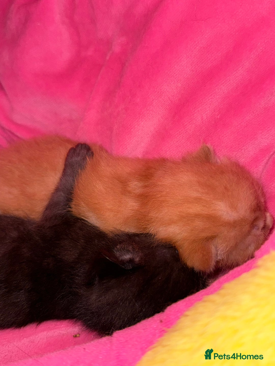 Domestic Shorthair cats for sale: 3 kittens for sale  - Image 10
