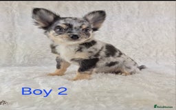 Chihuahua dogs for sale: ❣️Long Coat ❣️ Stunning Quality Chihuahuas  - Image 4