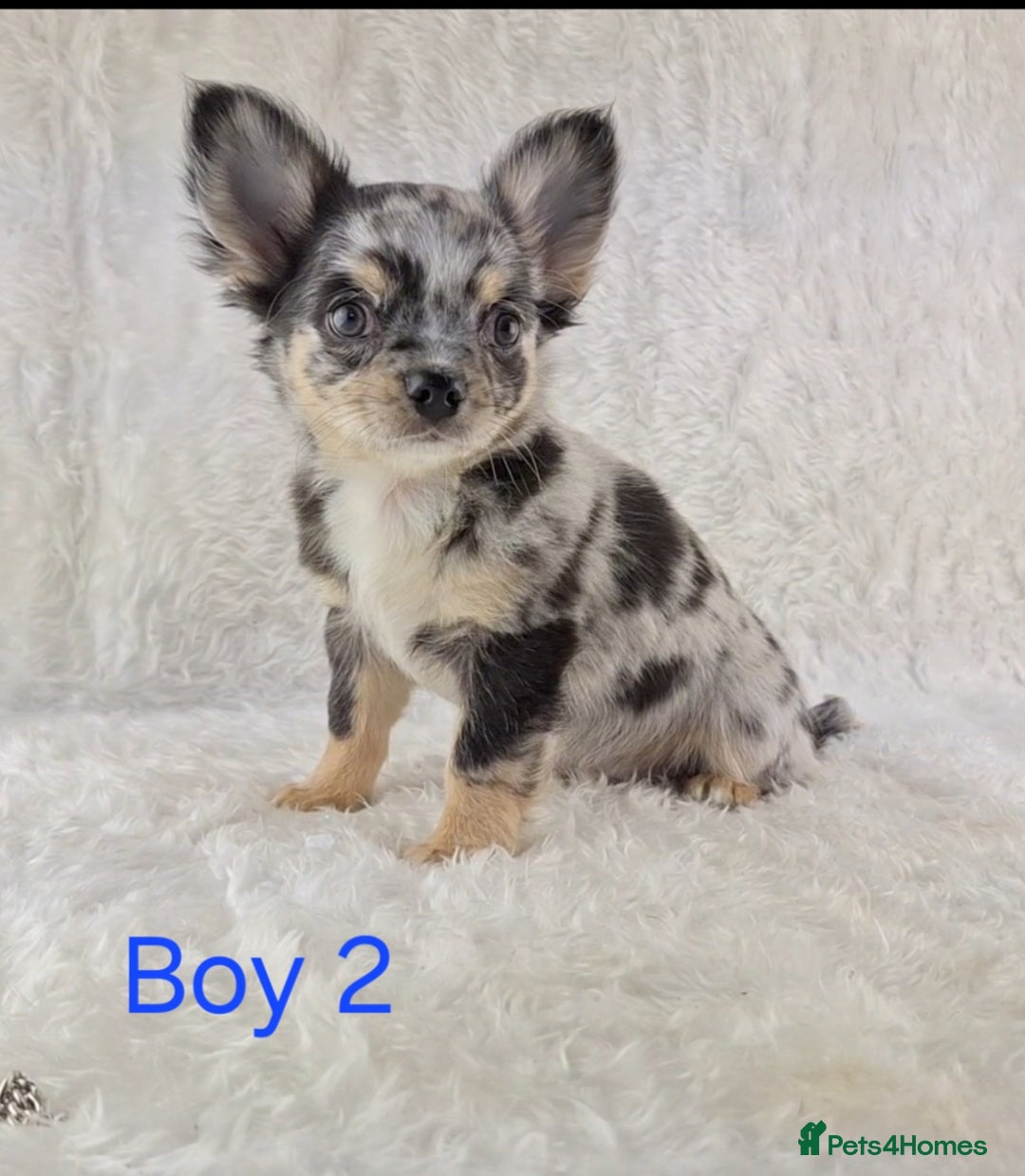 Chihuahua dogs for sale: ❣️Long Coat ❣️ Stunning Quality Chihuahuas  - Image 4