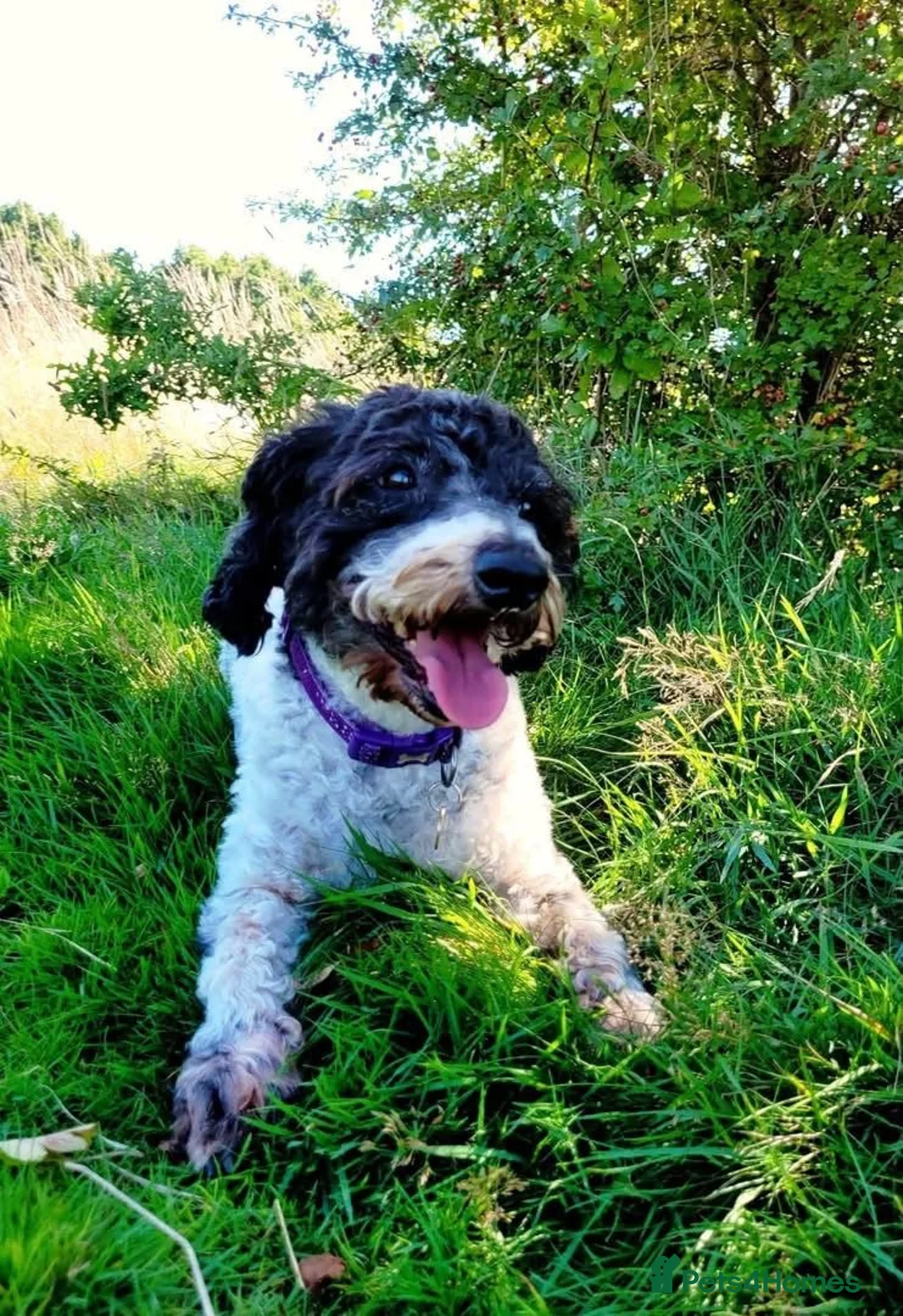 Mixed Breed dogs for adoption: Gorgeous Sam Looking For His Forever Home  in Fareham - Advert 2