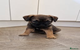 Border Terrier dogs for sale: DNA Health Tested Border Terrier pups (Boys) - Image 15