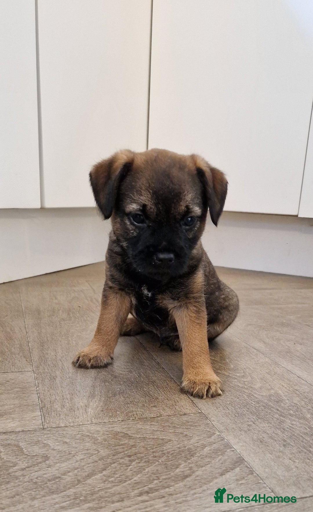Border Terrier dogs for sale: DNA Health Tested Border Terrier pups (Boys) - Image 15