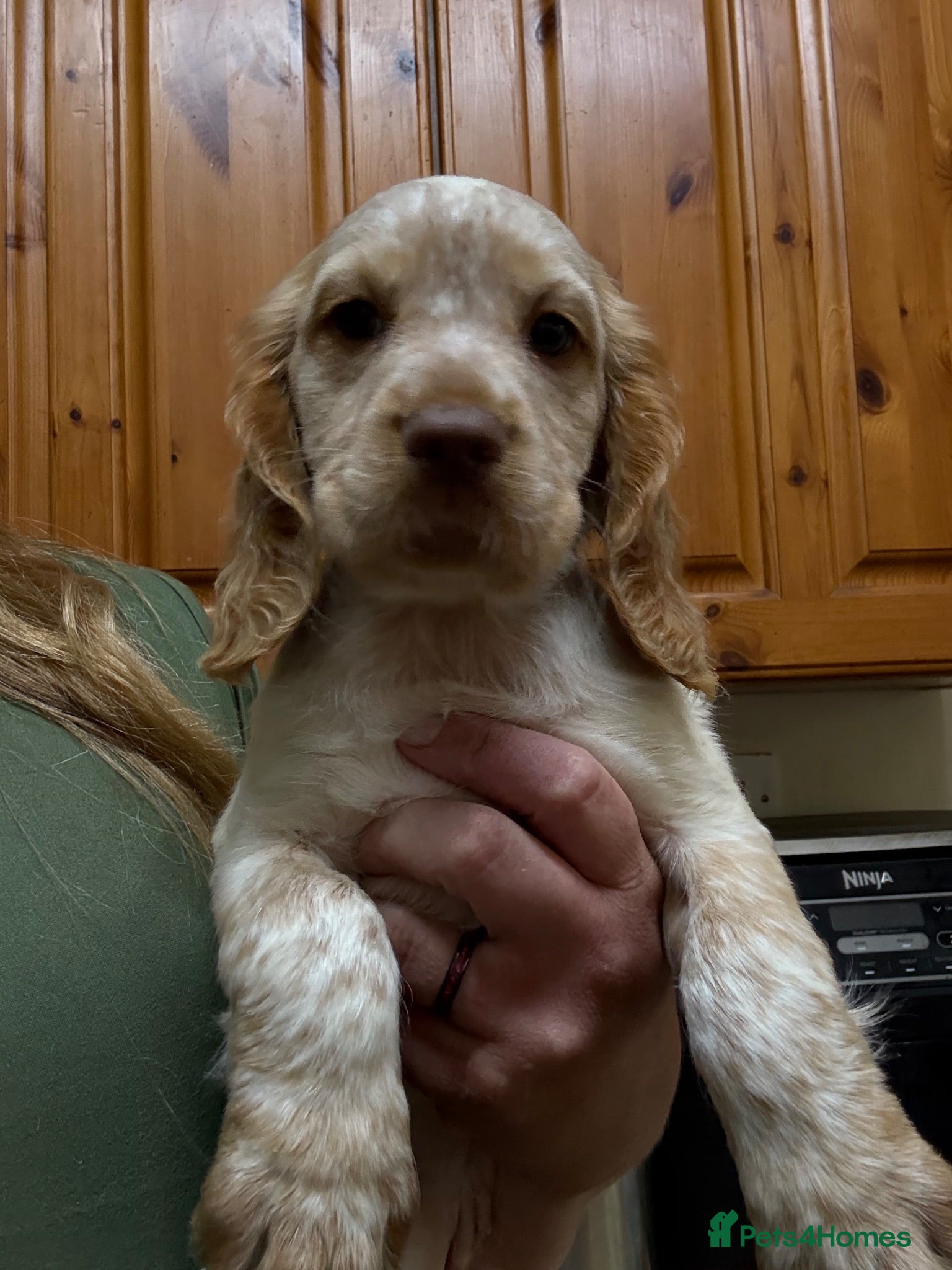 Sprocker dogs 1 girl left. Red Roan  - Advert 3