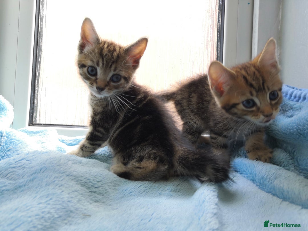 Mixed Breed cats for sale: Beautiful Male kittens VIDEOS - Image 23