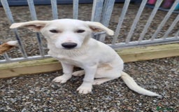 Mixed Breed dogs for adoption: Blossom in Ayr Looking for a home  - Image 2
