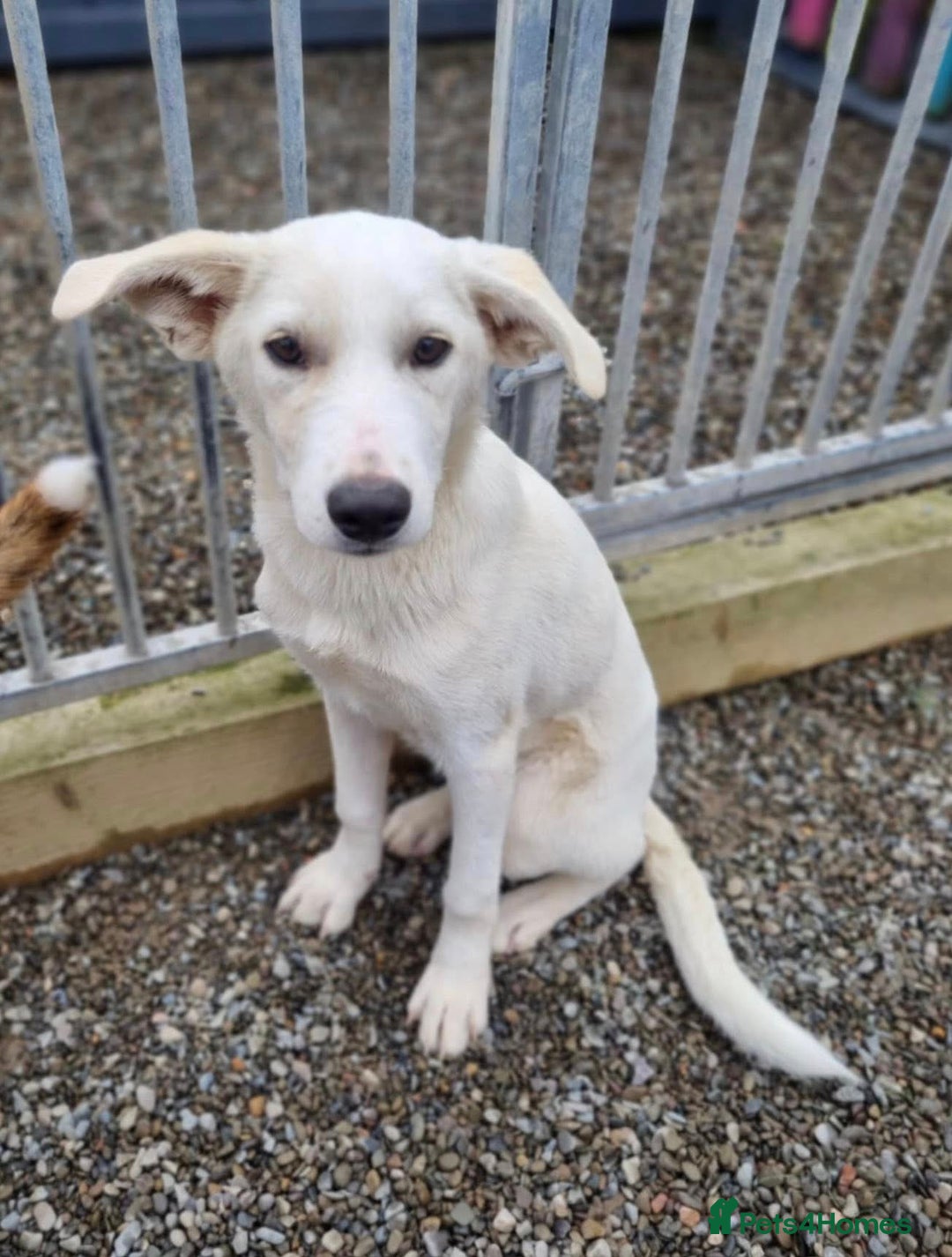 Mixed Breed dogs for adoption: Blossom in Ayr Looking for a home  - Image 2