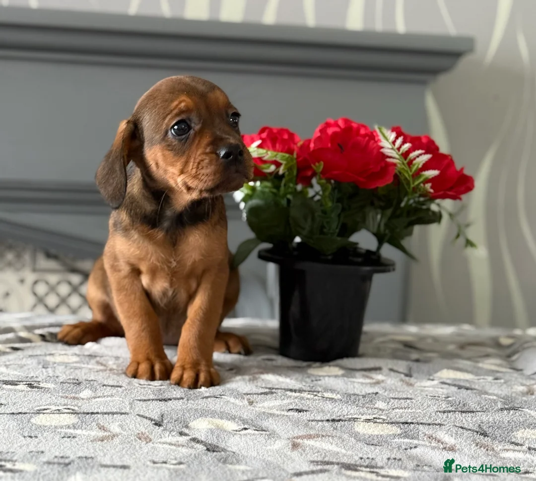 Mixed Breed dogs for sale: Meet the Frockers !!  - Advert 3