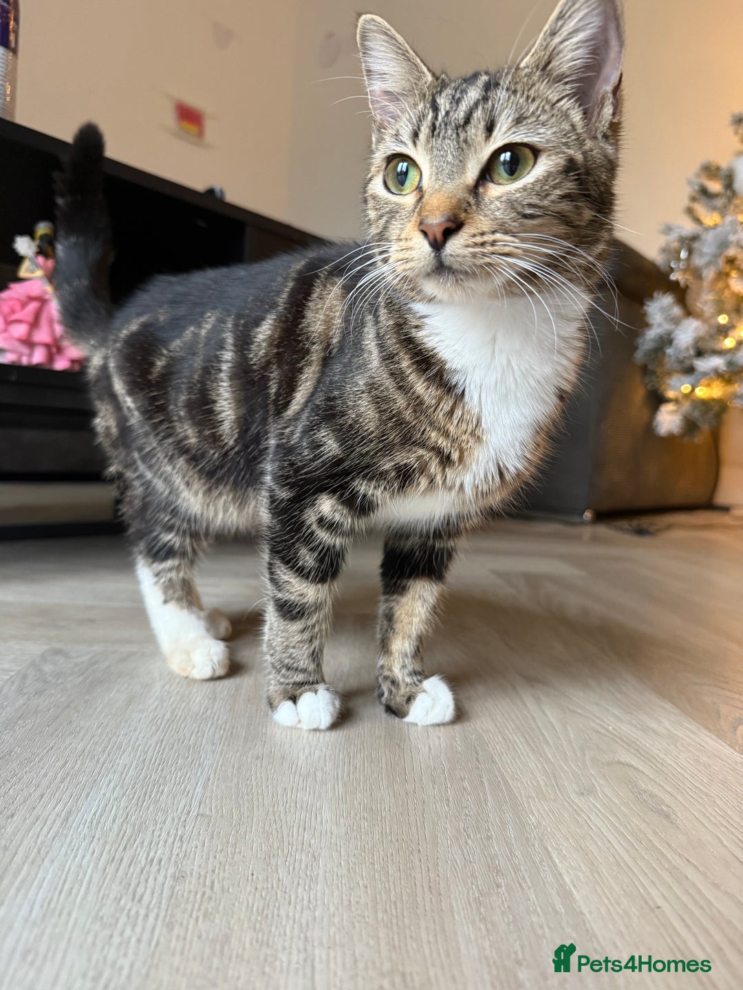 Mixed Breed cats for sale: Tabby kitten almost 8 months old. Female £50  - Advert 5