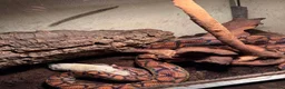 Boa Snake reptiles for sale: Brazilian Rainbow Boa and glass terrarium - Advert 8