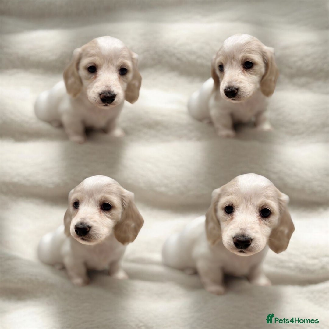 Miniature Dachshund dogs for sale: KC Registered Cream Long Hair Miniature Dachshunds - Advert 6