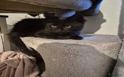 Maine Coon cats for sale: LAST maine coon for sale  - Advert 1