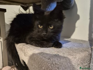 Maine Coon cats LAST maine coon for sale - Advert 1