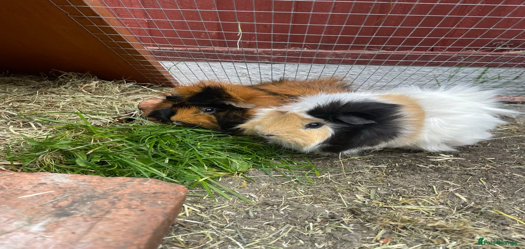 Gallery Image {{count}}