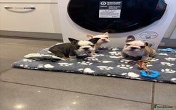 French Bulldog dogs for sale:  French bulldogs  - Advert 22