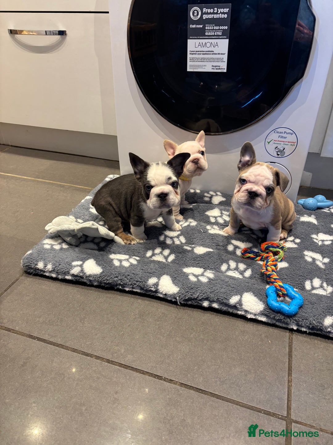 French Bulldog dogs for sale:  French bulldogs  - Advert 22
