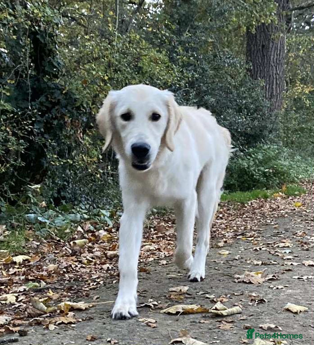 Golden Retriever dogs for sale: Championline puppies in London - Image 7