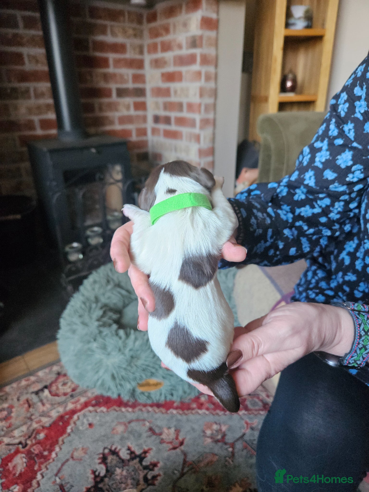 English Springer Spaniel dogs KC reg Springers, all bitch's - Advert 3