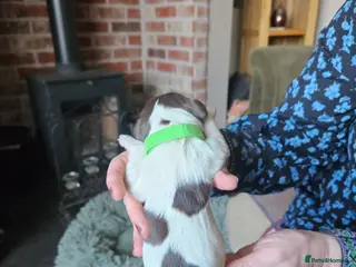 English Springer Spaniel dogs KC reg Springers, all bitch's - Advert 3