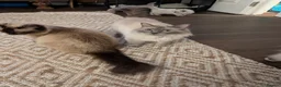 Ragdoll cats for sale: Ragdoll home reared kittens  - Advert 2