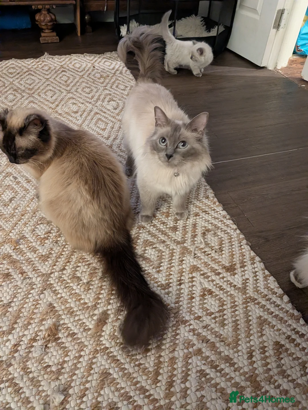 Ragdoll cats for sale: Ragdoll home reared kittens  - Advert 2