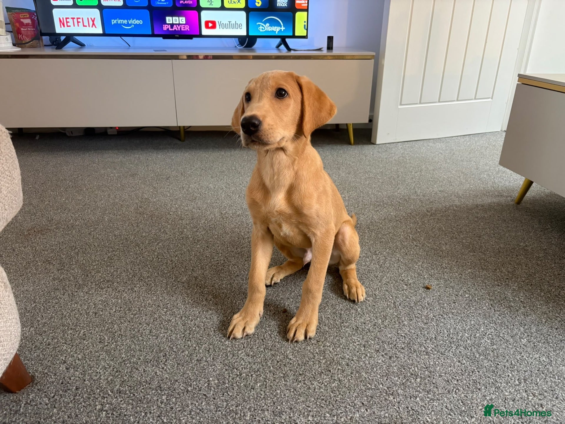 Labrador Retriever dogs **Reduced** Last Boy Left - Advert 1